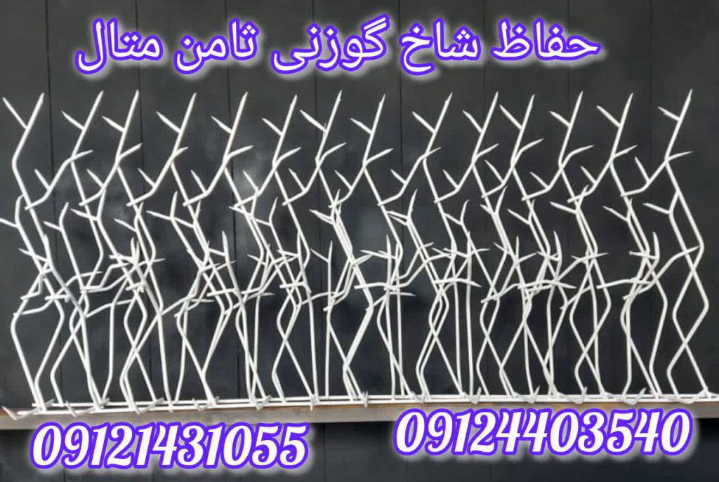 جفاظ شاخ گوزنی چدید