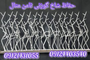 جفاظ شاخ گوزنی چدید